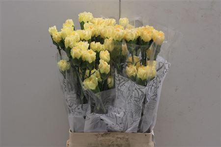 <h4>Di St Golden Gate</h4>