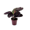 CALATHEA RUBI P12