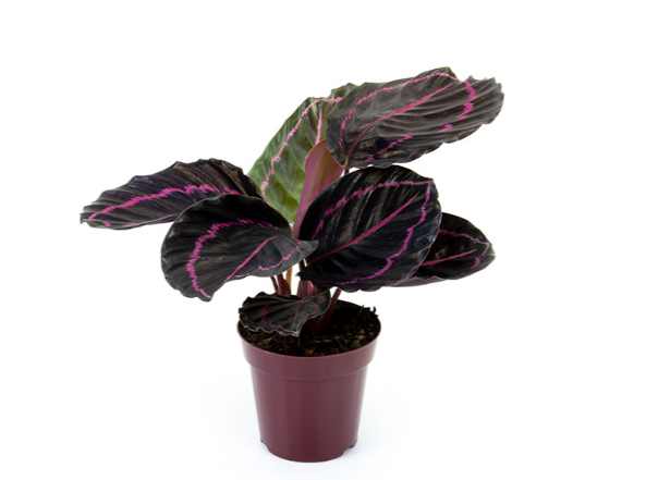 CALATHEA RUBI P12