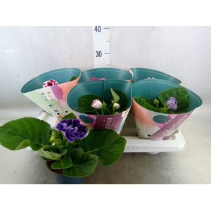 Sinningia  'Brocade'   ...mix