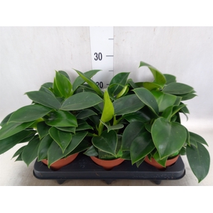 Philodendron  'Green Princess'