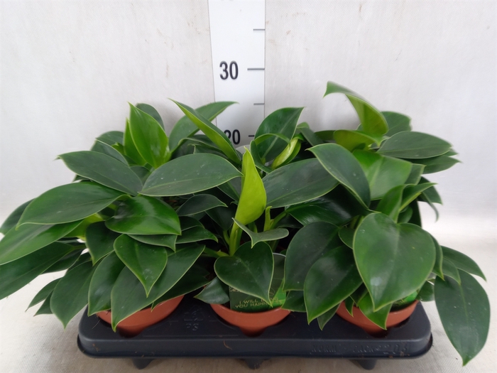 <h4>Philodendron  'Green Princess'</h4>