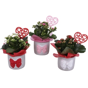 Mothersday Arr. Indoor Ceramic Pot with Bow 3 Color Mix Ø12cm1PP