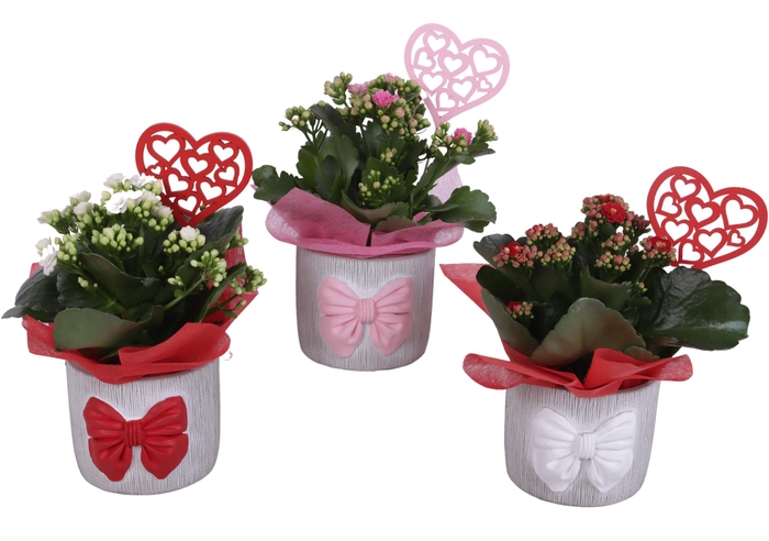 <h4>Mothersday Arr. Indoor Ceramic Pot with Bow 3 Color Mix Ø12cm1PP</h4>