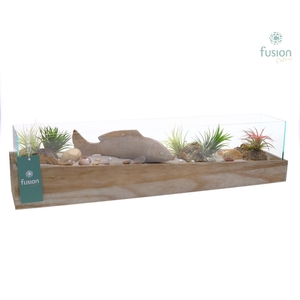 Aquarium Large Maritiem met Tillandsia Air plants