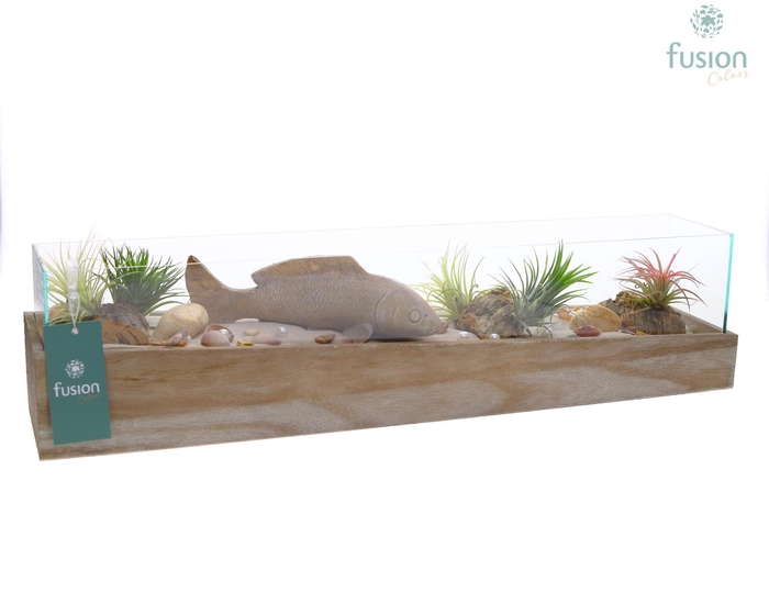 <h4>Aquarium Large Maritiem met Tillandsia Air plants</h4>