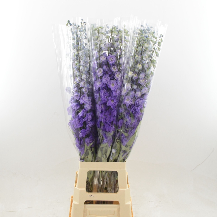 <h4>Delphinium DU 'Dev Purple Heart'</h4>