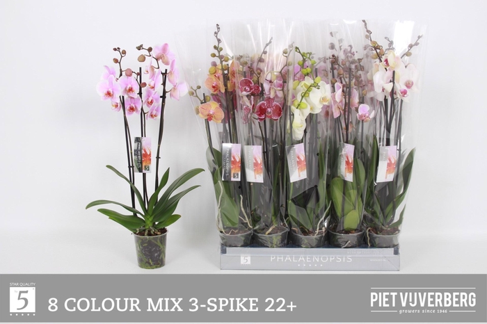 <h4>PHAL GEM 8 KL</h4>