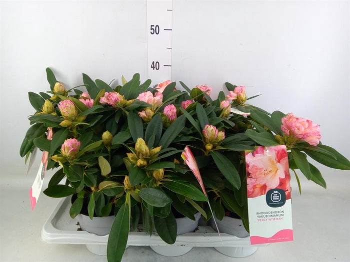 <h4>Rhododendron   ...</h4>