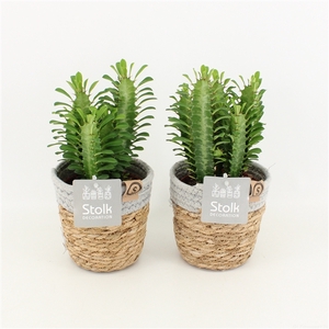 Euphorbia Trigona Groen in Basket