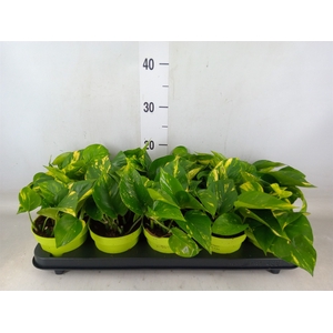 Epipremnum pinn. 'Aureum'