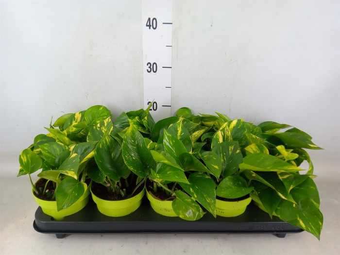 <h4>Epipremnum pinn. 'Aureum'</h4>