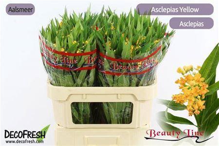 <h4>Ascl Incarnata</h4>