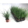 Carex brunnea (groen) p8