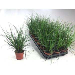 Carex brunnea (groen) p8