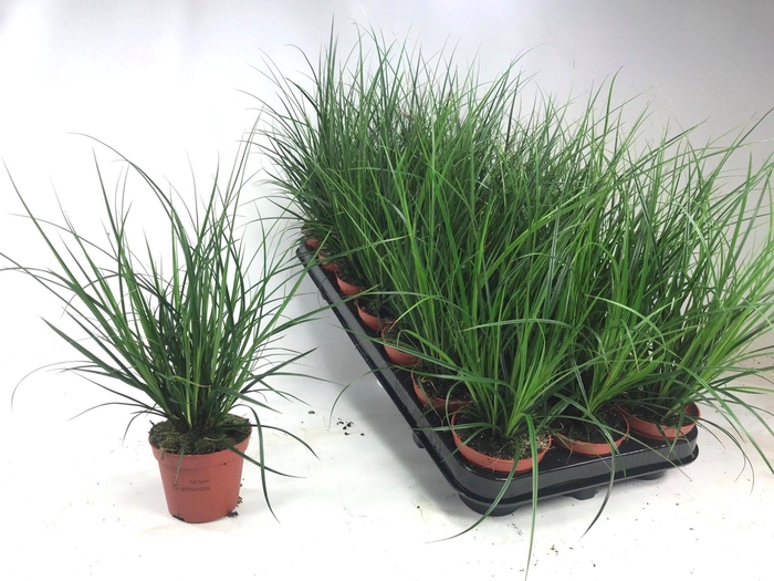 <h4>Carex brunnea (groen) p8</h4>