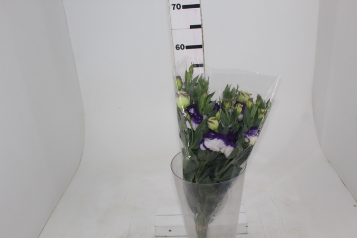 <h4>LISIANTHUS AUBE III BLUE PICOTEE BR/RX 050 CM</h4>