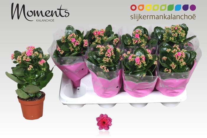 <h4>KAL GE SEREN PINK</h4>