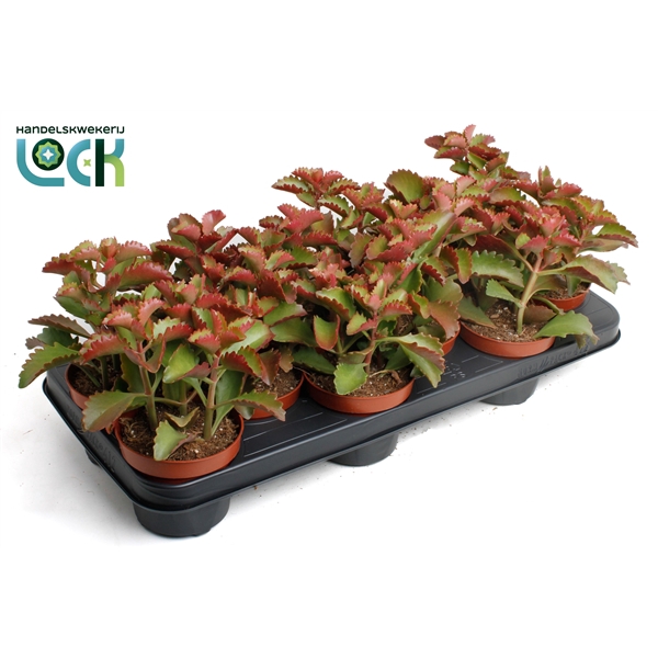 <h4>Kalanchoë Pinatum</h4>