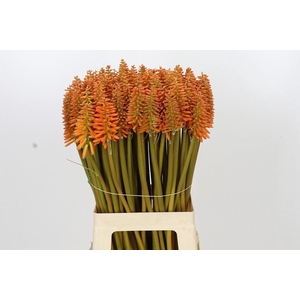 KNIPHOFIA EYCONE ORANGE KNIPHOFIA E