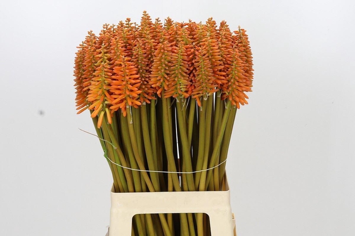 <h4>KNIPHOFIA EYCONE ORANGE KNIPHOFIA E</h4>