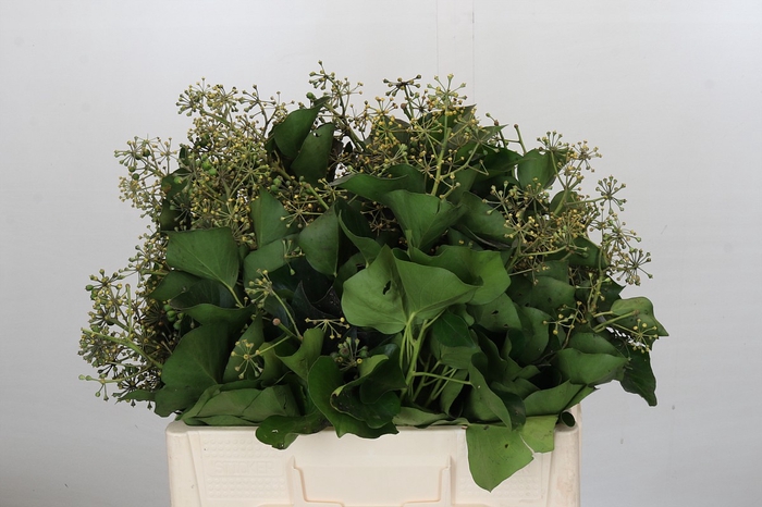 <h4>Hedera Bundle</h4>