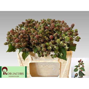 RUBUS FR CHESTER