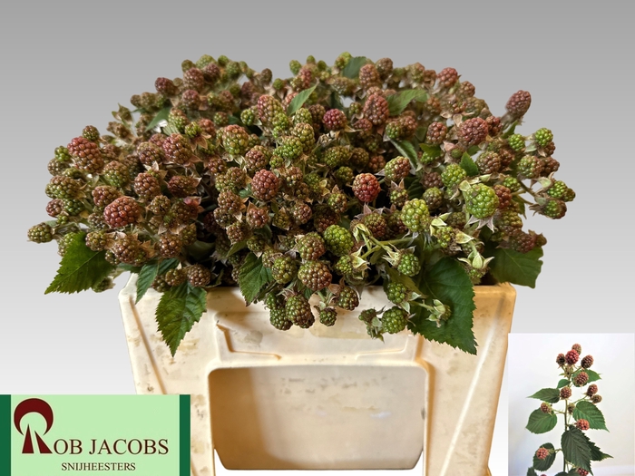 <h4>RUBUS FR CHESTER</h4>