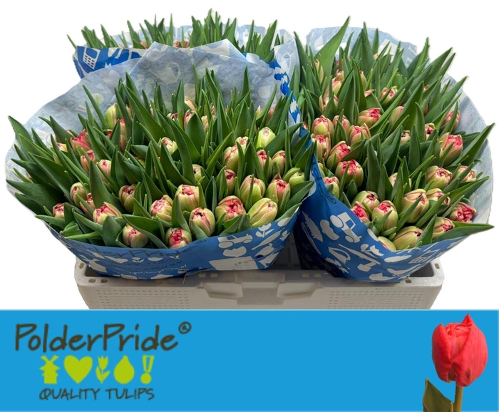 <h4>TU DU DOUBLE TWIST</h4>