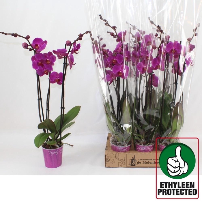 <h4>PHAL AN LUSAKA</h4>