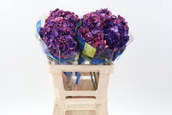 <h4>Hydr Amatista</h4>