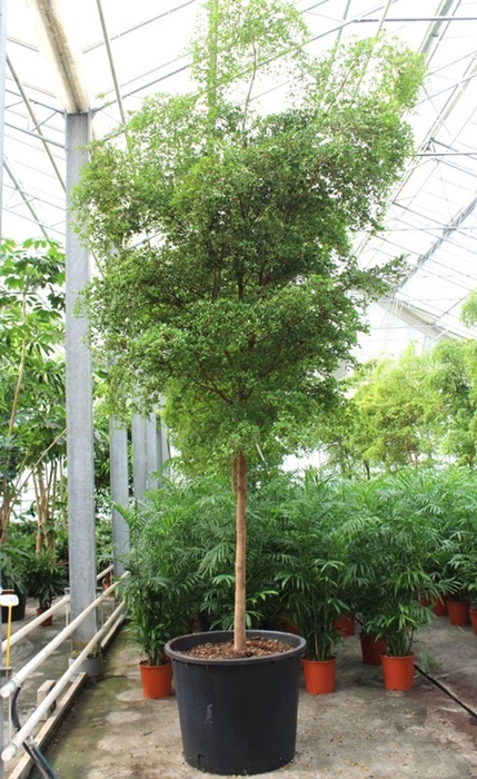 <h4>Overig planten</h4>