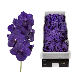 Vanda 16 tak Deep Blue