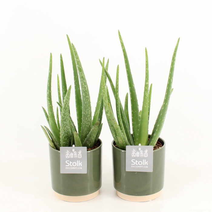 <h4>Aloe Vera in Julia keramiek</h4>