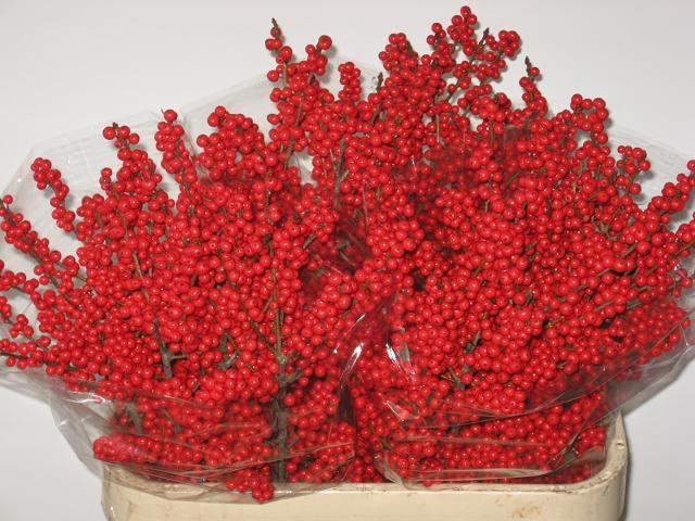 <h4>ILEX VE RODE BES</h4>