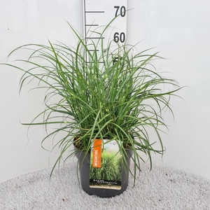 Miscanthus Sin. Strictus Dwarf P26