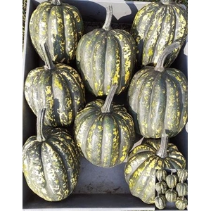 Cucurbita (kalebas)