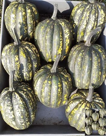 <h4>Cucurbita (kalebas)</h4>