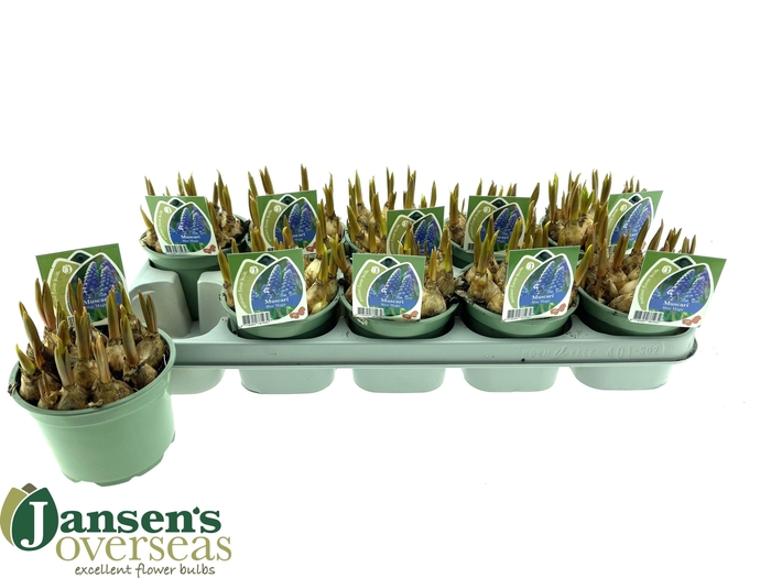 <h4>MUSCAR BLUE MAGIC</h4>