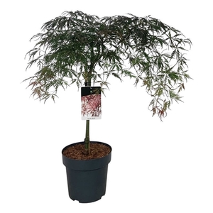 Acer pal. 'Garnet'