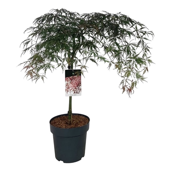 <h4>Acer pal. 'Garnet'</h4>