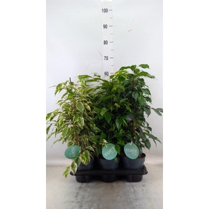 Ficus benja.   ...mix