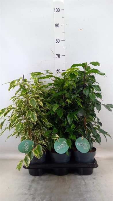 <h4>Ficus benja.   ...mix</h4>