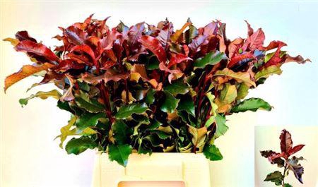 <h4>Photinia Mag Volcano</h4>