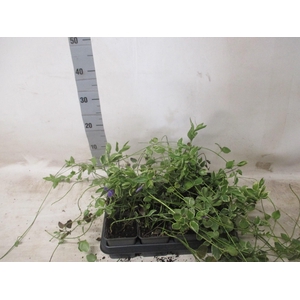VINCA MAJ VARIEGATA