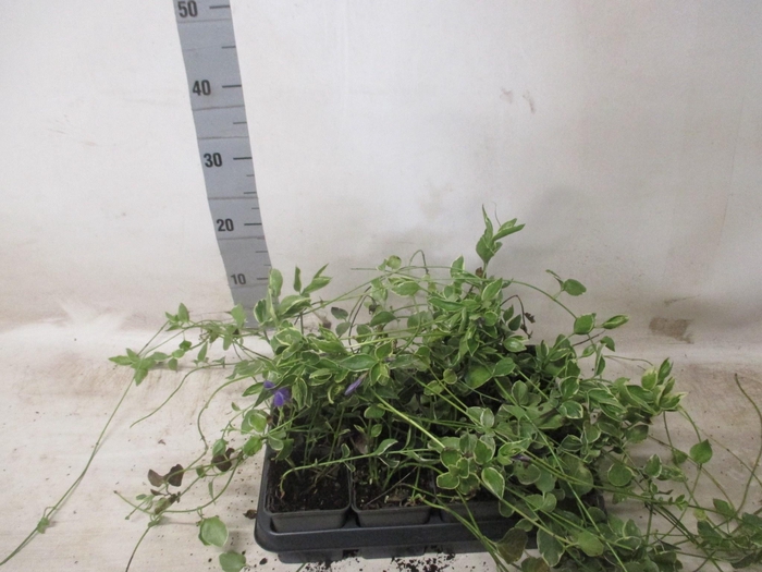 <h4>VINCA MAJ VARIEGATA</h4>