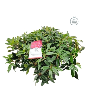 Rhododendron 100cm /25 liter 'Marie Fortier'