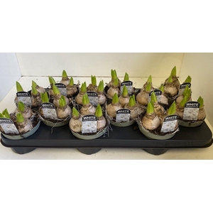 10.5 cm Hyacint White Pearl in olijfgroene pot