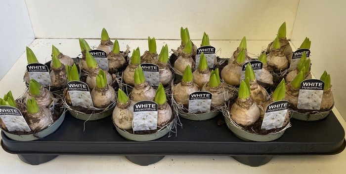 <h4>10.5 cm Hyacint White Pearl in olijfgroene pot</h4>