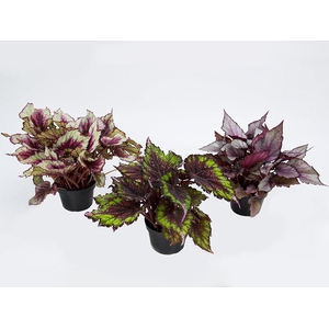BEGONIA BELEAF P15 PO